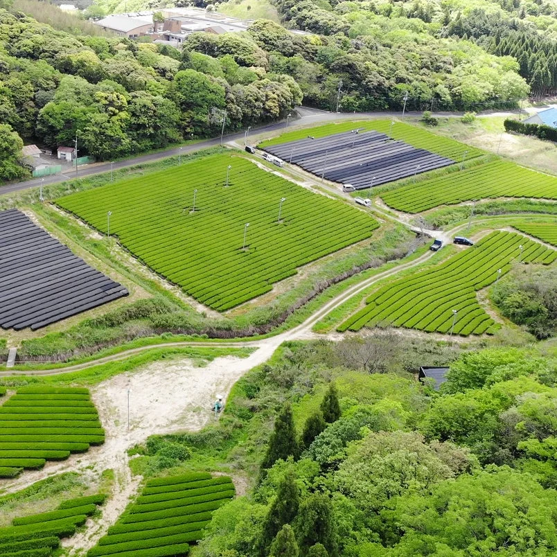 Izumo Matcha tea fields in Shimane