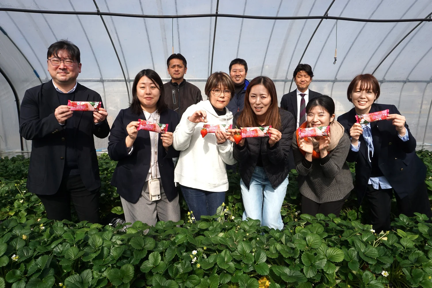 Farmers harvesting high-quality Tochiaika strawberries in Tochigi